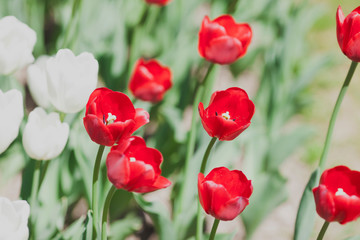 Obraz premium Amazing colorful tulips field. Nature and flowers concept. Close up. Background.