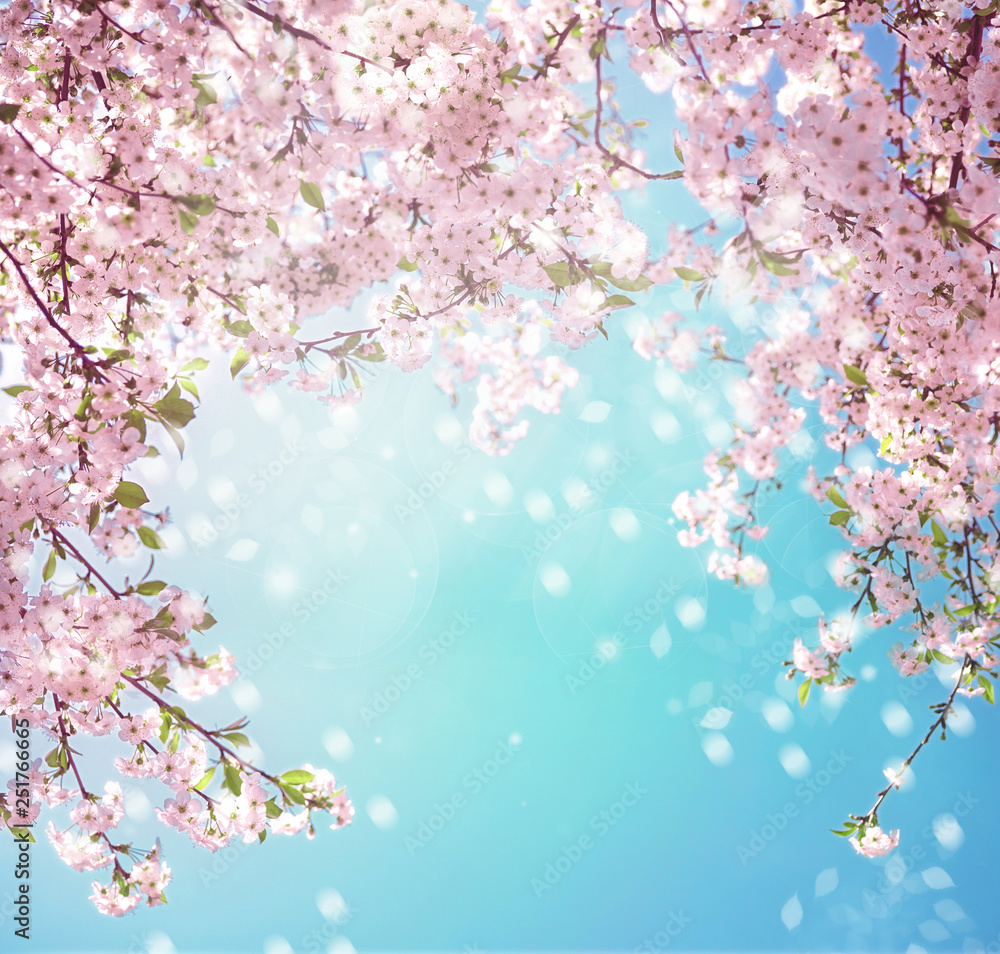 Poster branches of blossoming pink sakura with soft focus on light blue sky background in sunlight with fly