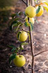 Rippe green apples in the orchard ready for harvests