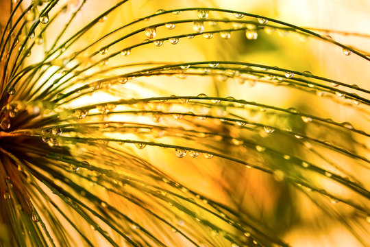 rain drops on rainforest plant background yellow green