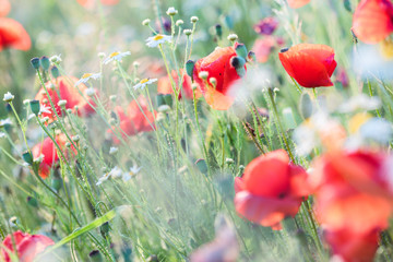Poppies flowers and other plants in the field