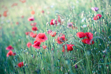 Fototapeta na wymiar Poppies flowers and other plants in the field