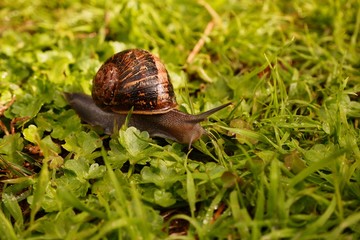 Snail on grass after rain. This snail has a beautiful shell.