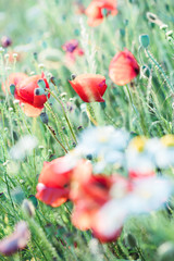 Naklejka premium Poppies flowers and other plants in the field