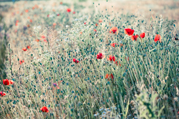 Poppies flowers and other plants in the field