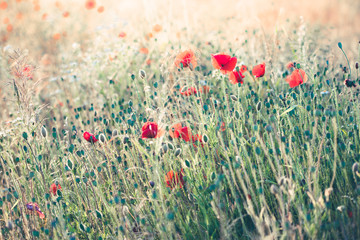 Poppies flowers and other plants in the field