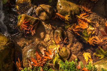 autumn leaves in the water