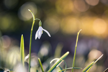 Snowdrop 2019