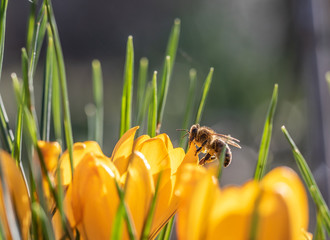 Bee in Crocus