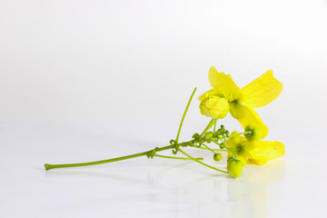 Golden shower Close up