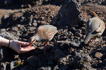 Red-legged Partridge, feeding birds