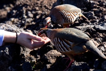 Red-legged Partridge, feeding birds