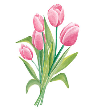 Beautiful hand drawn watercolor tulips bouquet isolated on white background
