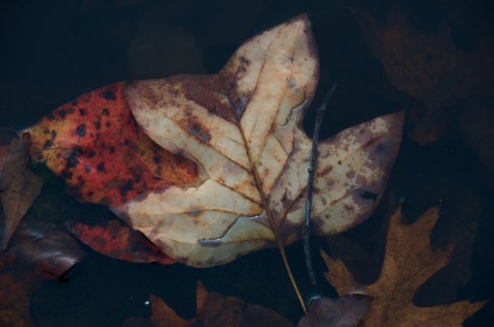 Autumn leaves in wayer