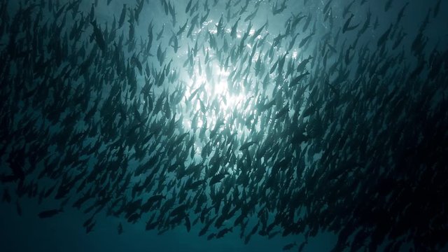 Huge school of fish (Red Snapper) silhouetted against the sun