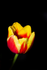 detail of flowering tulips