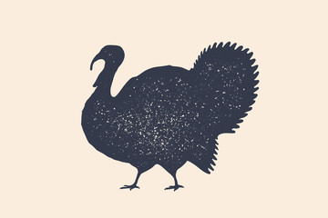 Turkey, bird. Concept design of farm animals