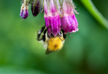 Hummel, Biene, Bumblebee Sommer 