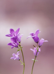 Fototapeta na wymiar Fioletowe drobne kwiaty