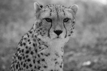 Cheetah looking at me