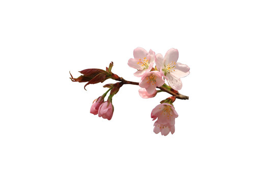 cherry blossoms branch isolated on white background