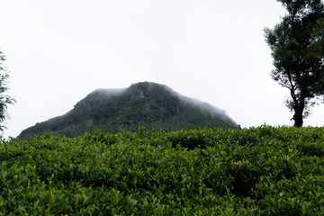 green tree on the hill