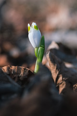 spring comes -  spring snowflake between autumn leaves