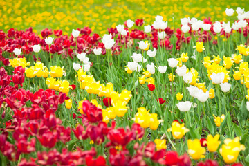 Colourful blooming flowers. Nature and season concept.