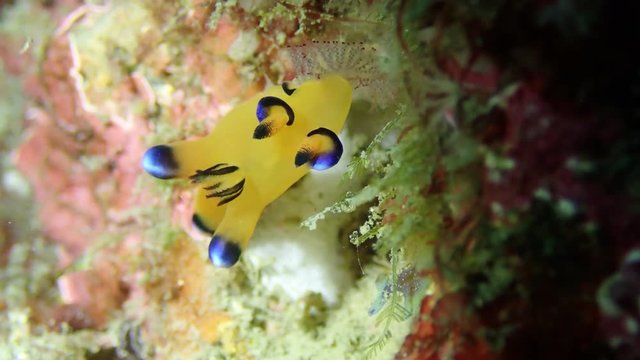 Thecacera Pacifica is eating Bryozoa in the ocean.