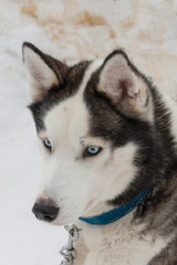 beautiful Husky dogs used for sledding