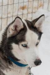 beautiful Husky dogs used for sledding