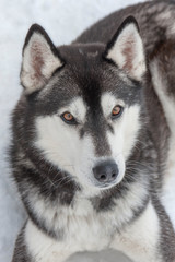 beautiful Husky dogs used for sledding