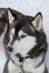 beautiful Husky dogs used for sledding