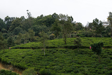 tea plantation sri lanka