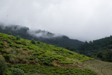 Fototapeta na wymiar tea plantation sri lanka