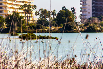 Nature park of Las Salinas lake in Calpe, Spain, with some flamingos. The city is on the background.