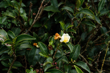 Obraz na płótnie Canvas tea flowers in the garden