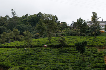 tea plantation sri lanka