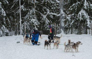 beautiful Husky dogs used for sledding