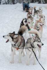 beautiful Husky dogs used for sledding