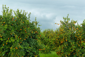 Fototapeta premium orange trees in the garden