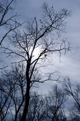 Photo of silhouettes of branches in halloween horror style. 