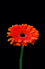 Beautiful single gerbera in water drops.
