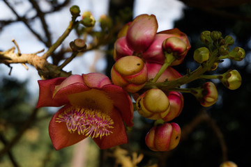tree with flowers
