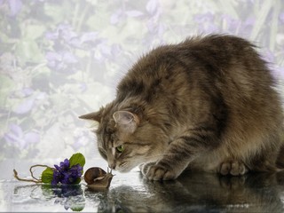 Cat playing with a snail and a bouquet of violets