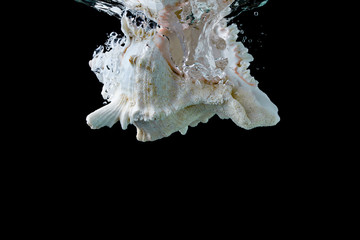 Cockleshell on a black background. Shell in the water. Aquarium with shells. Shell