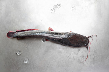 Sum. Świeża ryba w kuchni. © foodandcook