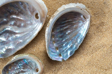 Empty shells of green ormer, Haliotis tuberculata, sea snail on the sand
