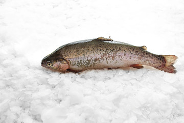 Pstrąg. Ryba na lodzie © foodandcook