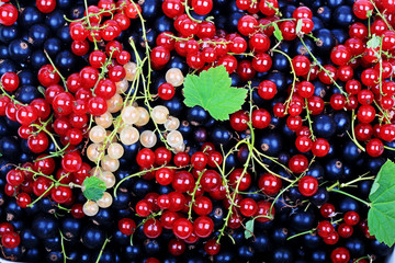 mix of black currant berries red currant white currant
